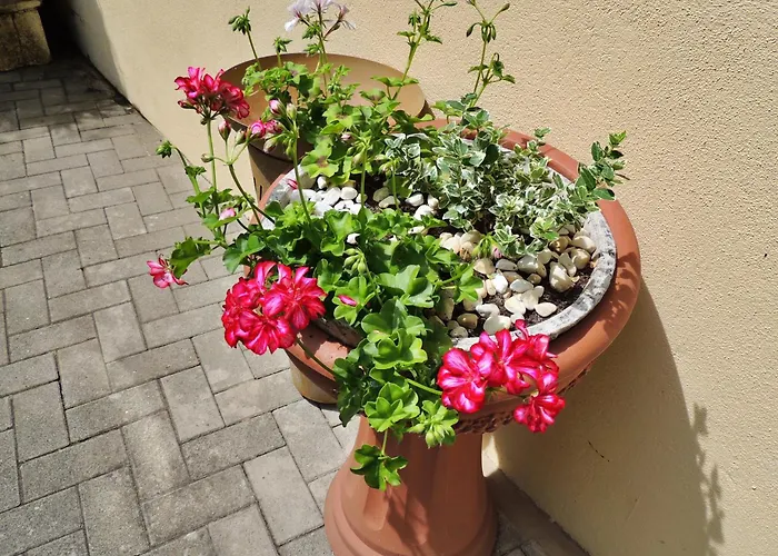 Afrika * ベルンカステル・クース